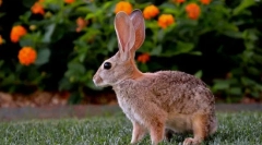 Prečo veľké uši zajac?